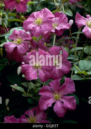 Clematis - `Abundance' (Viticella Group)   CLE010250 Stock Photo